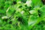 Arctium Lappa L. Extract 